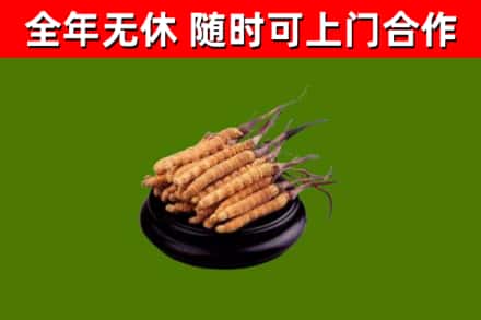 太原烟酒回收冬虫夏草.jpg
